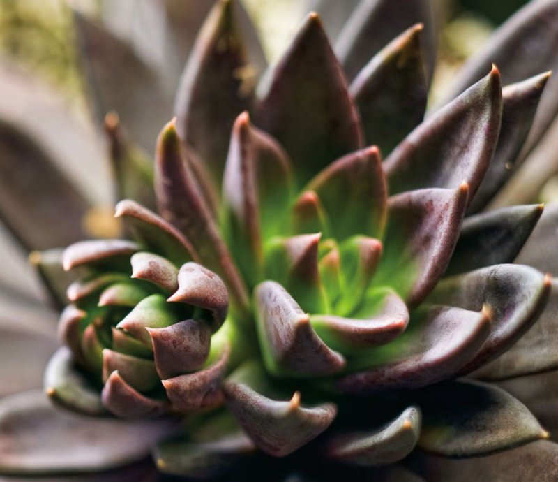 Суккулент эхеверия Echeveria