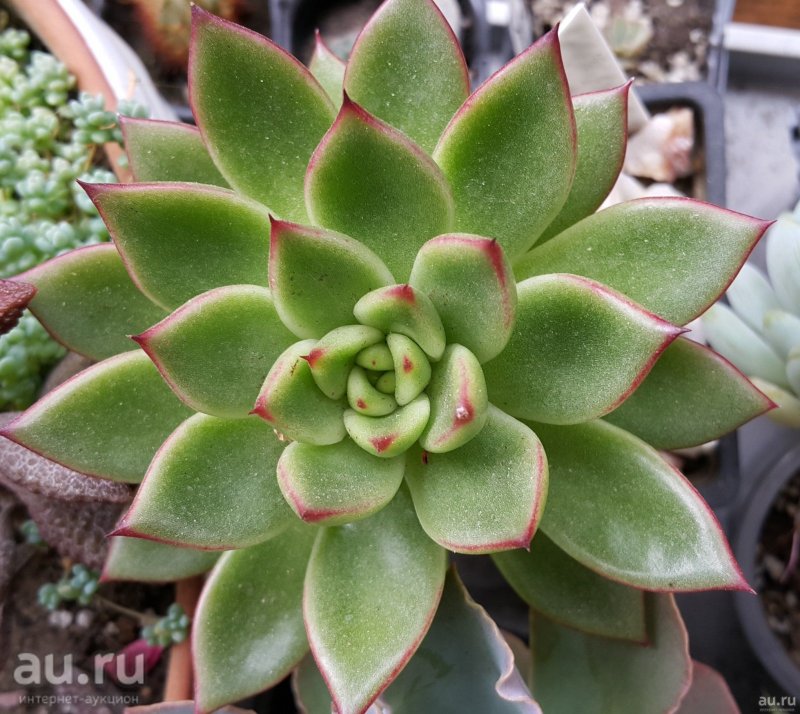 Эхеверия пулидонис Echeveria pulidonis