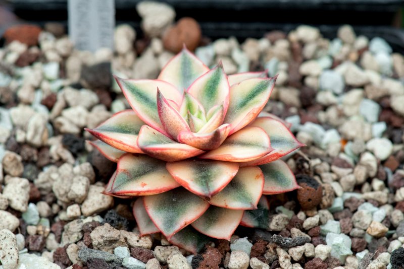 Суккулент эхеверия Echeveria