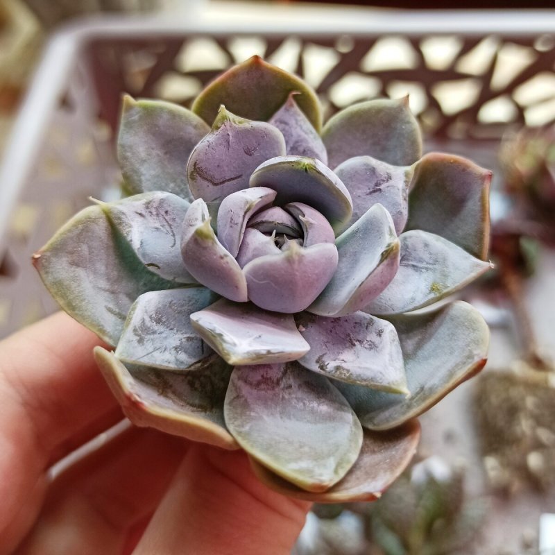 Суккулент эхеверия Echeveria
