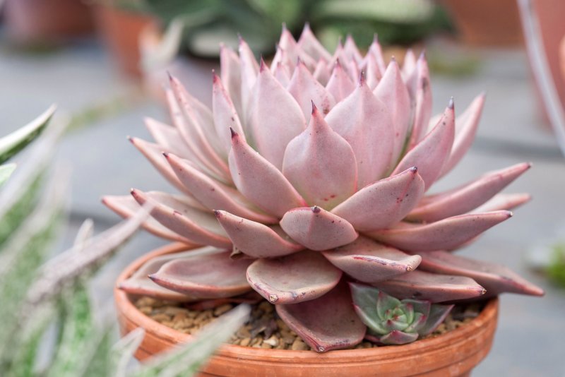Эхеверия Поллукс Echeveria Pollux