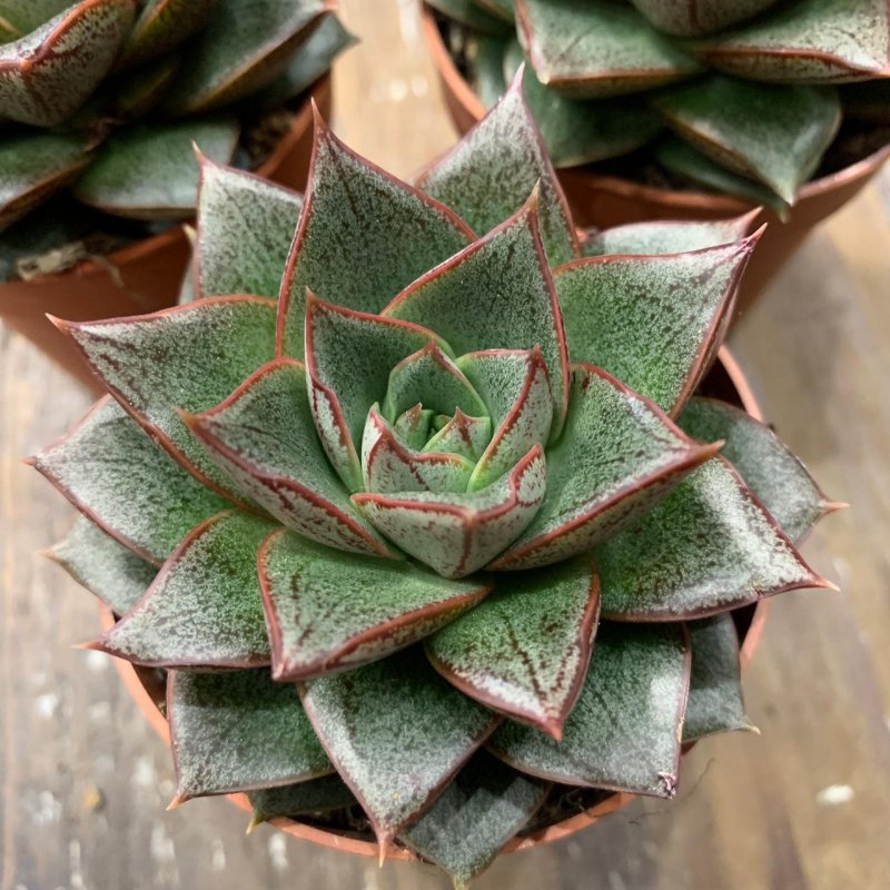 Echeveria chihuahuaensis