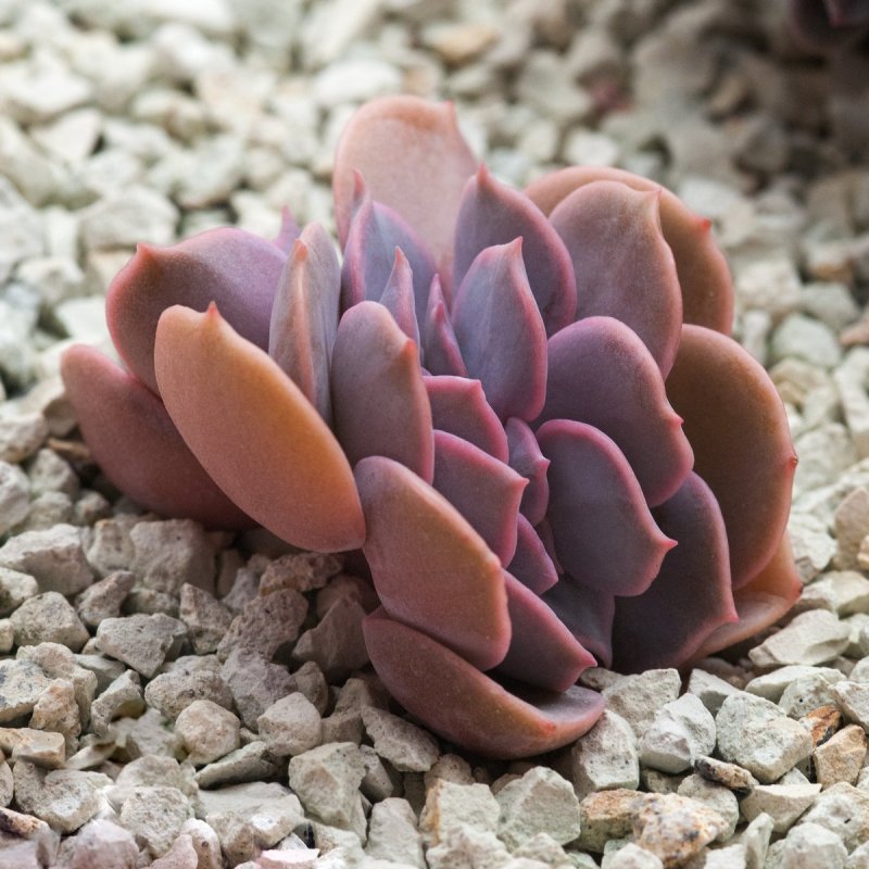 Echeveria laui x carnicolor