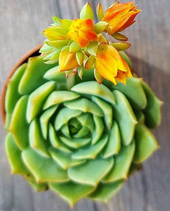 Echeveria desmetiana эхеверия Десмета