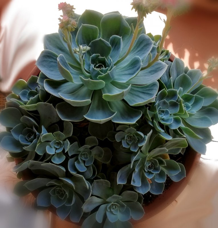 Суккулент эхеверия Echeveria