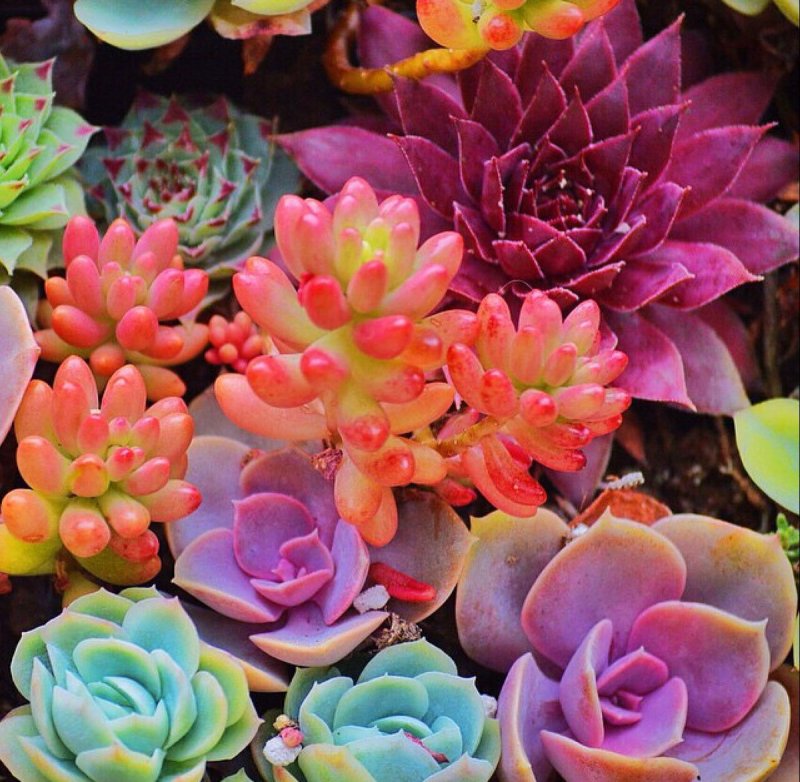 Суккулент эхеверия Echeveria