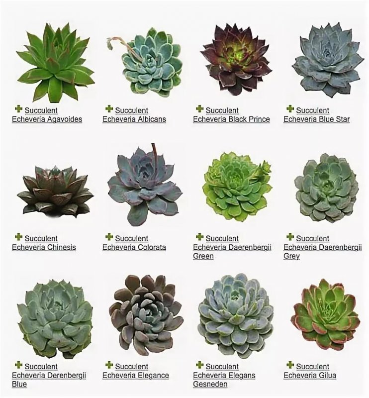 Echeveria elegans эхеверия Элеганс