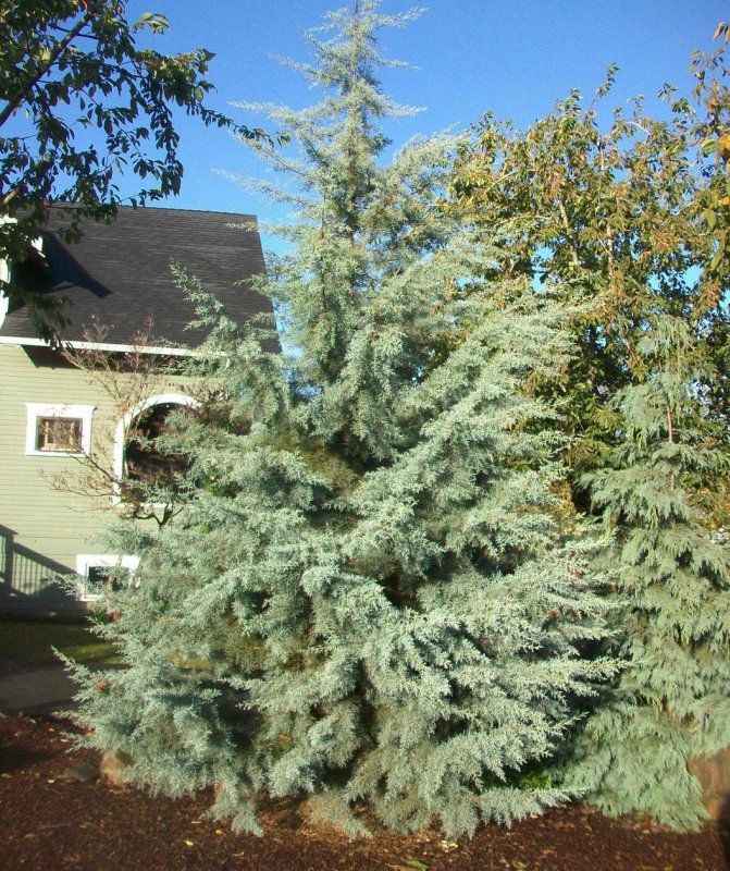Кипарис Аризонский Фастигиата (Cupressus arizonica Fastigiata)