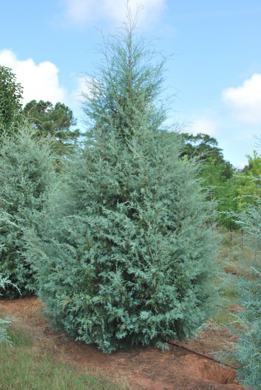 Кипарис Аризонский Фастигиата (Cupressus arizonica Fastigiata)