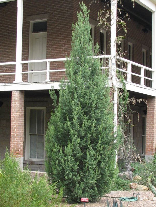 Кипарис Аризонский Фастигиата (Cupressus arizonica Fastigiata)