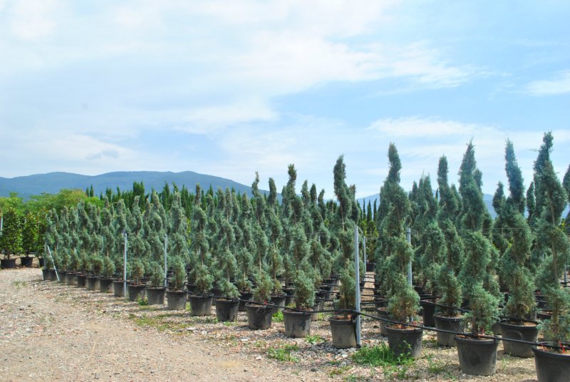 Cupressus arizonica
