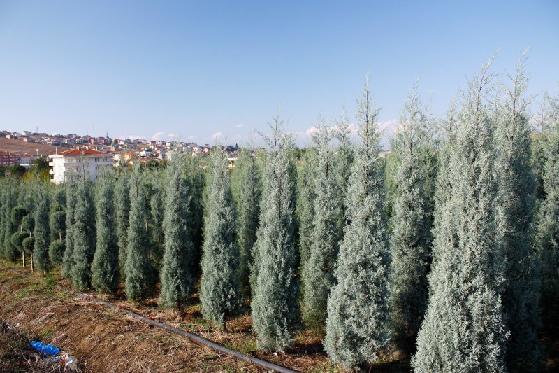 Cupressus arizonica Fastigiata
