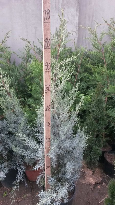 Кипарис Аризонский Фастигиата (Cupressus arizonica Fastigiata)