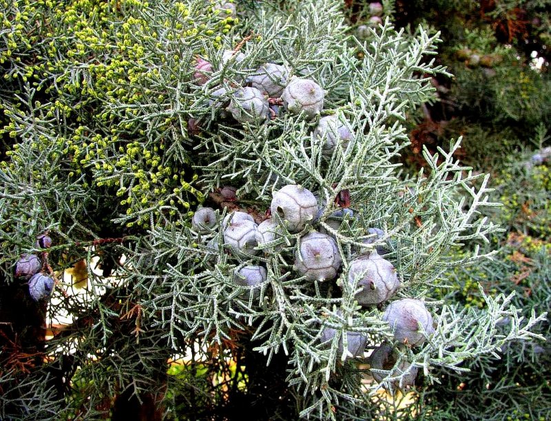 Cupressus arizonica Greene