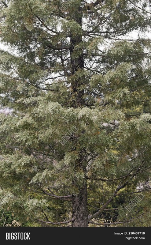 Кипарис вечнозеленый ‘пирамидальный’ — Cupressus sempervirens l. ‘pyramidalis’