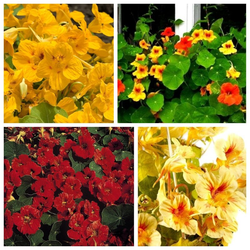 Настурция махровая Tropaeolum Nanum