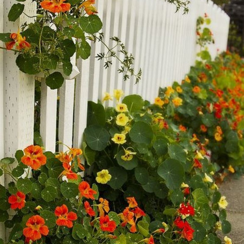 Настурция многолистная Tropaeolum