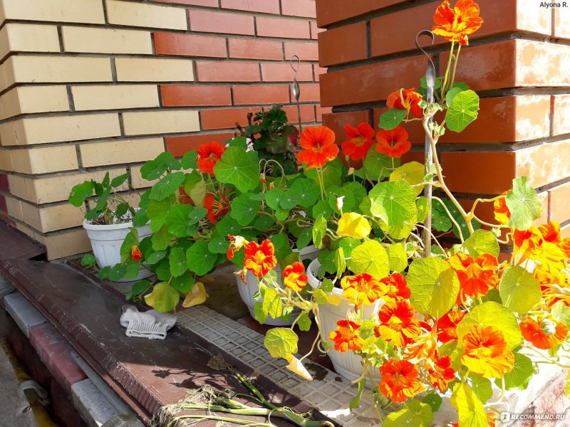 Настурция низкорослая Джевел микс