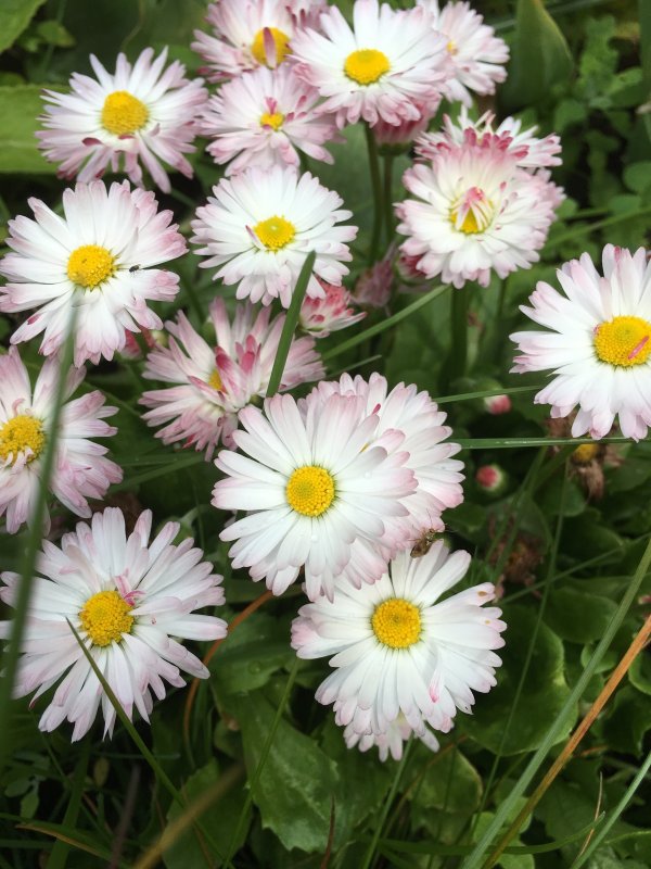 Маргаритка Bellis perennis