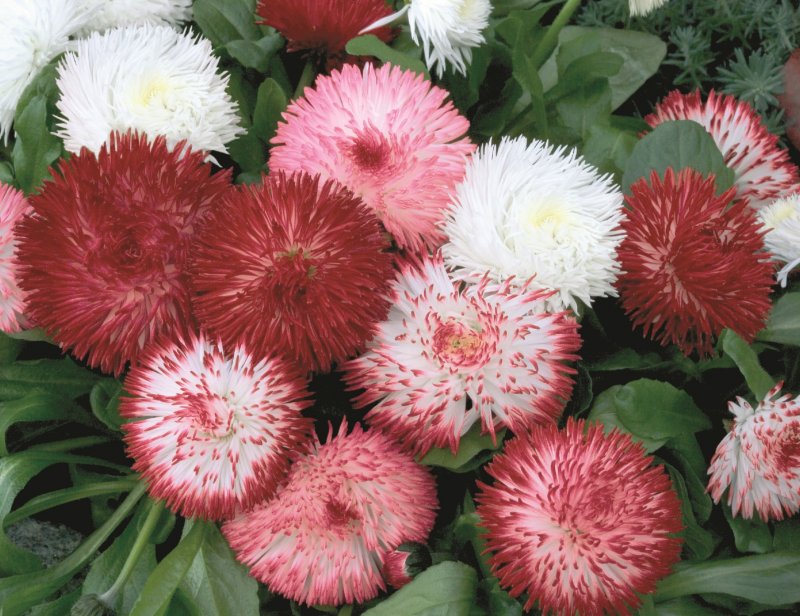 Маргаритка многолетняя Tasso Red