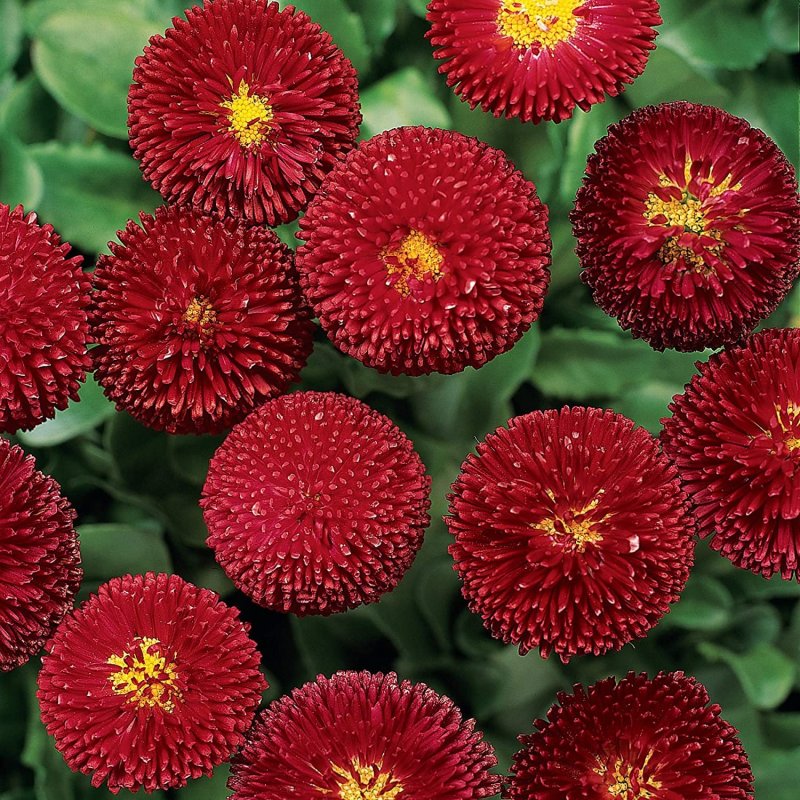 Маргаритка Bellis perennis
