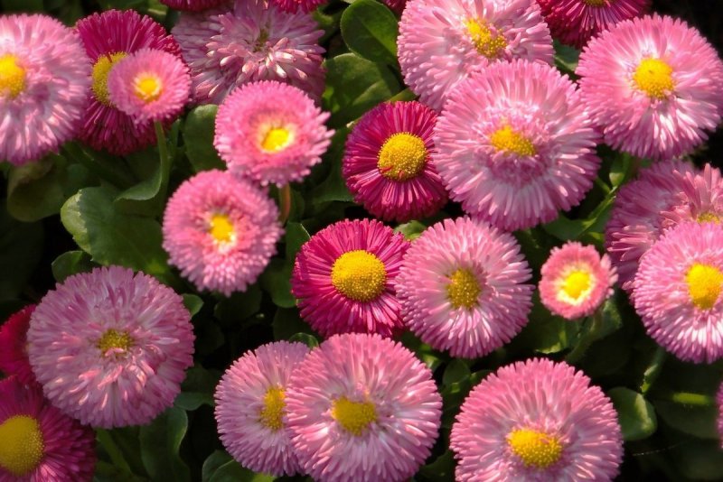 Маргаритка многолетняя Bellis perennis