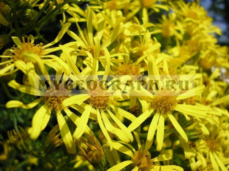 Крестовник Senecio