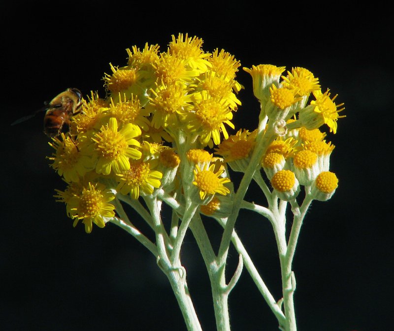 Крестовник Senecio
