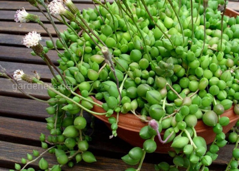 Крестовник Роули (Senecio rowleyanus)