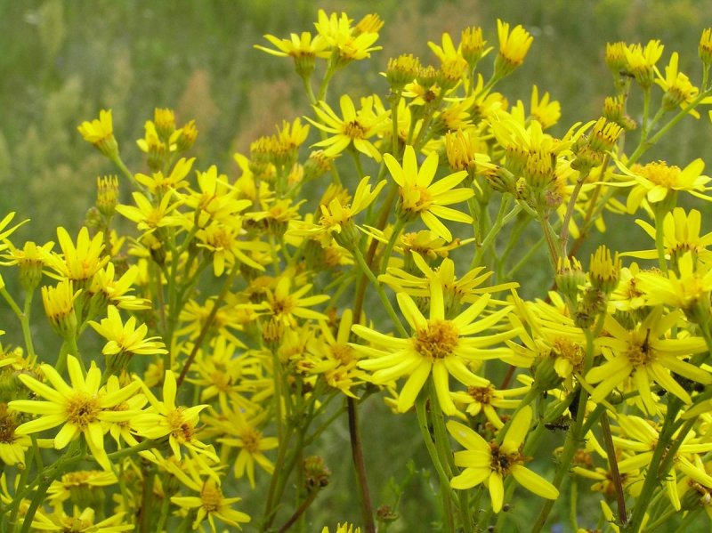 Крестовник Senecio