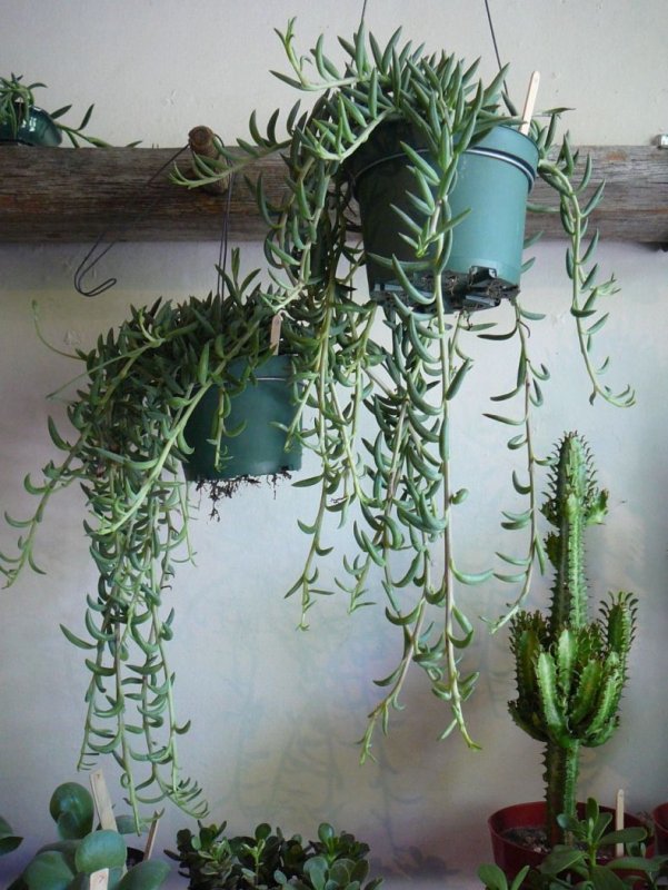 Крестовник укореняющийся (Senecio radicans)