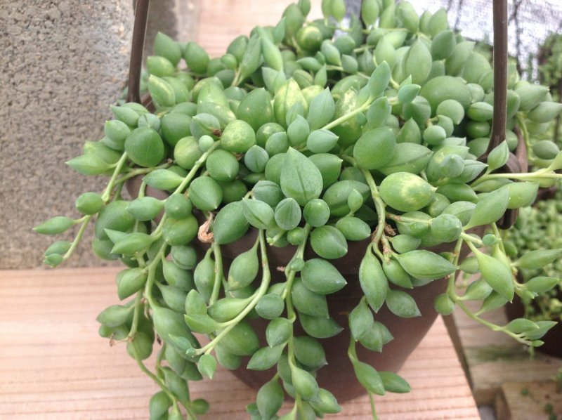 Крестовник Геррейна Senecio herreianus
