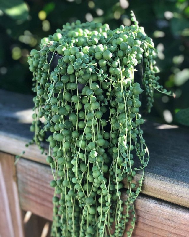Крестовник Senecio