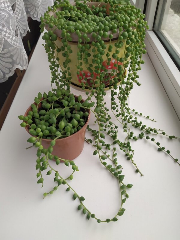 Крестовник Роули вариегатный