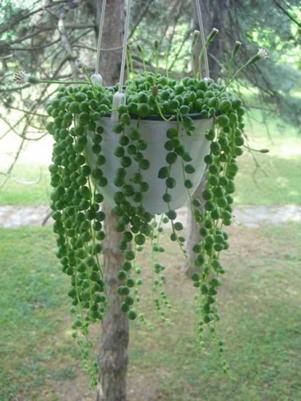 Крестовник Роули (Senecio rowleyanus)