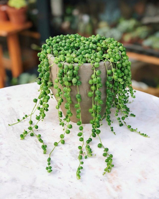 Суккулент крестовник Роули