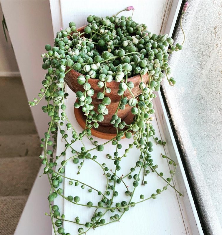 Крестовник Роули (Senecio rowleyanus)