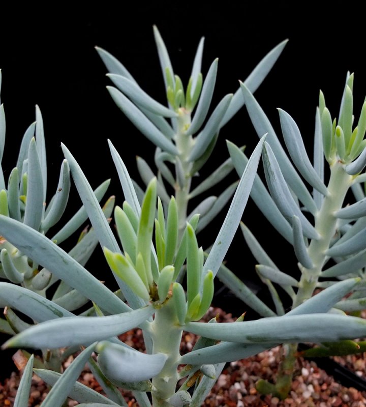 Крестовник Senecio