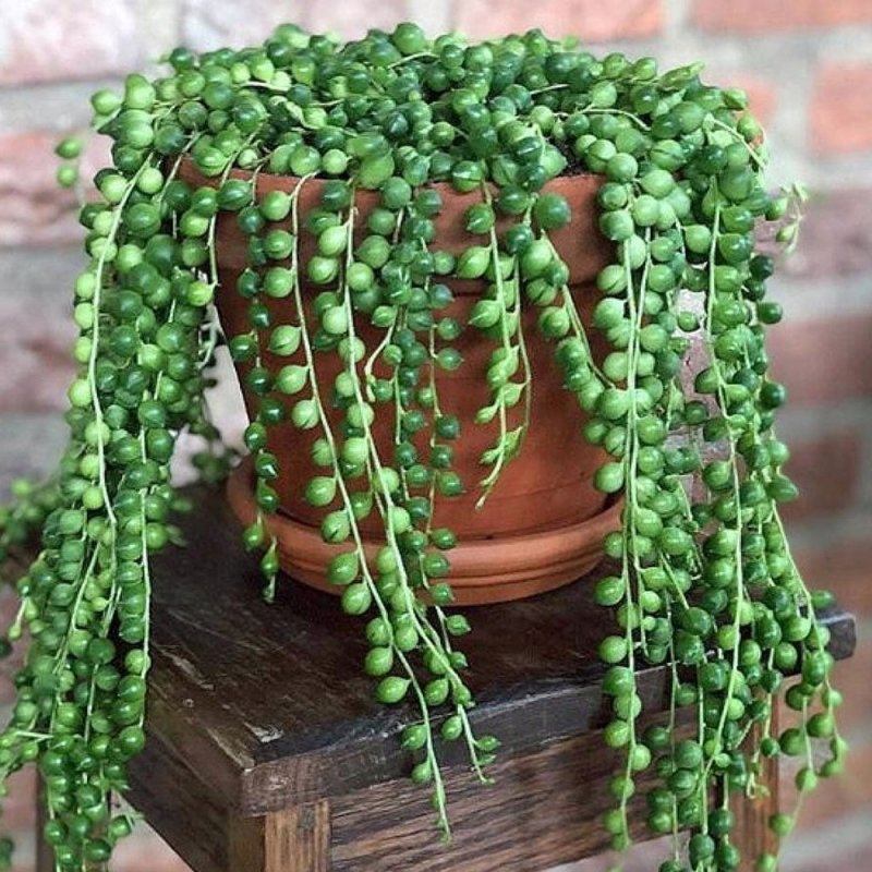 Суккулент крестовник Роули