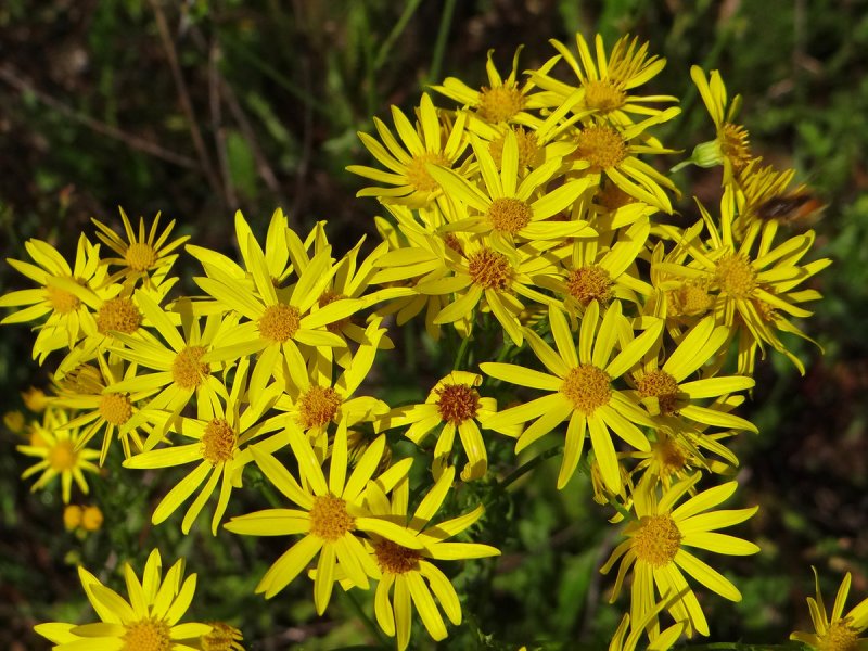 Крестовник Луговой (Senecio jacobaea l.)