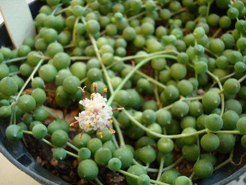 Крестовник Роули (Senecio rowleyanus)
