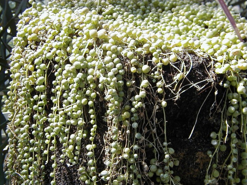 Крестовник Роули (Senecio rowleyanus)