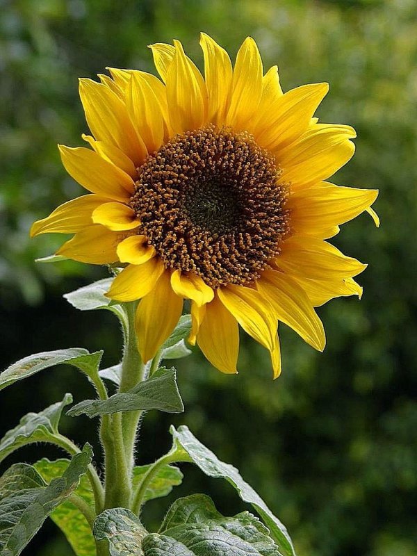 Подсолнечник (Helianthus)