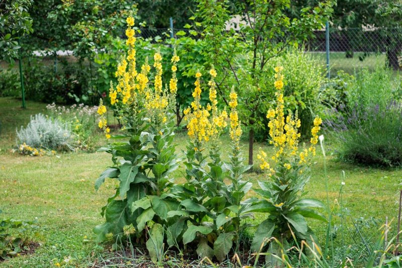 Verbascum Thapsus