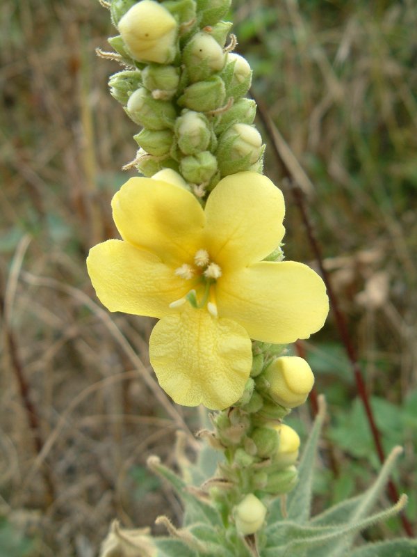 Коровяк (Verbascum)