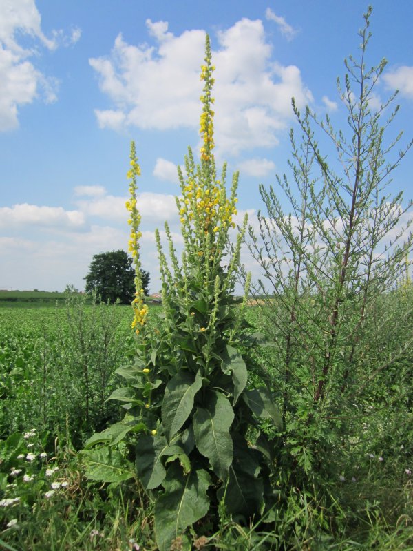 Verbascum lychnitis
