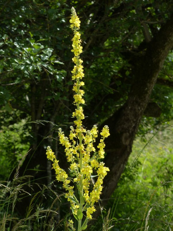 Verbascum densiflorum (коровяк скипетровидный)