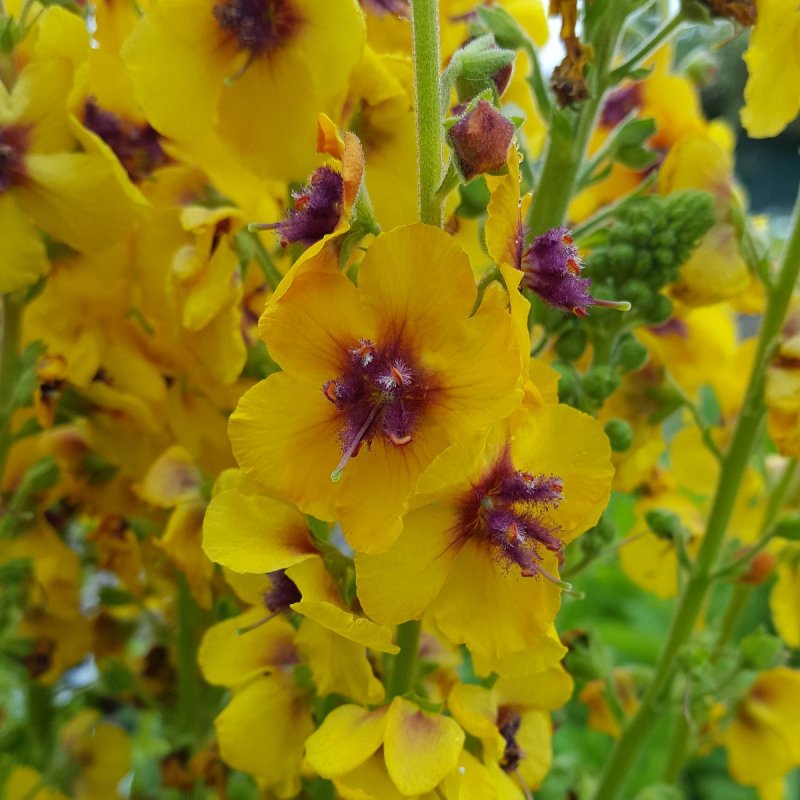 Verbascum Thapsus коровяк обыкновенный