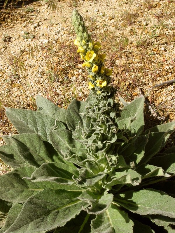 Коровяк Verbascum Dark Eyes