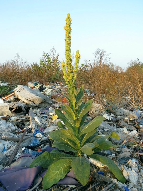 Коровяк длиннолистный (Verbascum longifolium)